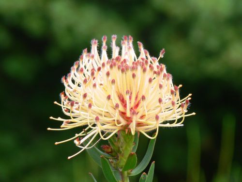 Gėlė,  Protea,  Viršūnė & Nbsp,  Miestas,  Pietų Afrika,  Protea Gėlė