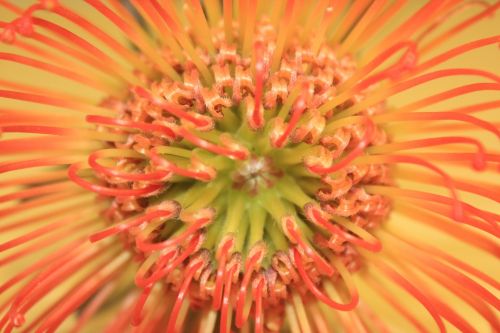 Protea Gėlė, Iš Arti, Oranžinė Gėlė