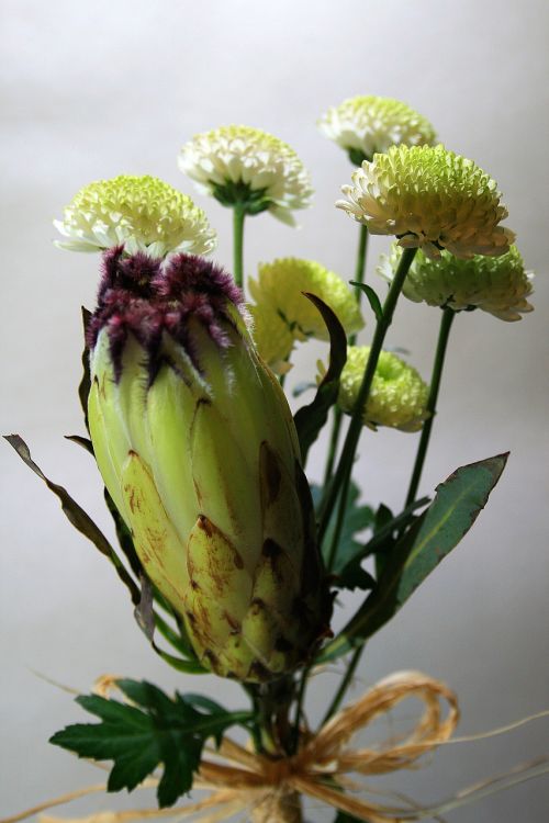 Protea Gėlė, Gėlė, Protea, Vietiniai, Šviesiai Žalia, Ženklinimas, Tamsi, Violetinė