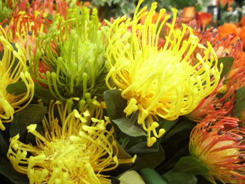 Protea,  Gėlė,  Vietiniai,  Pietų Afrika,  Protea Gėlė