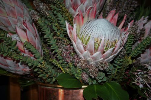 Gėlės,  Rožinis,  Proteasas,  Vietiniai,  Pietų Afrika,  Gali,  Varis,  Proteazės Gėlės