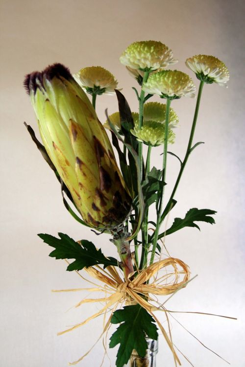 Protea,  Gėlės,  Balta,  Rafija,  Protea Su Gėlėmis
