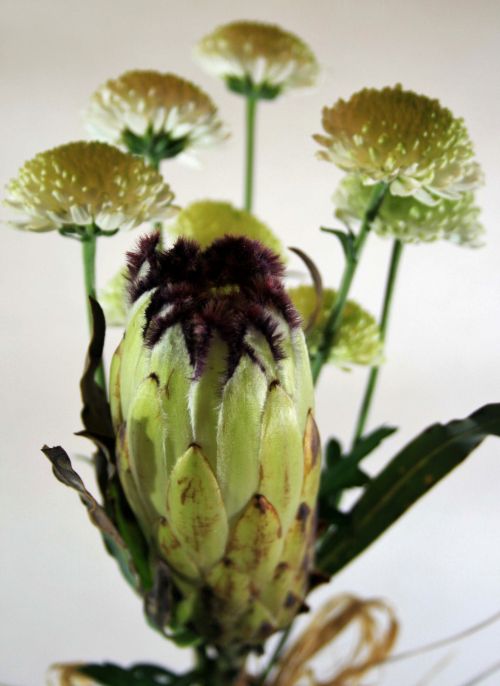 Gėlė,  Protea,  Vietiniai,  Tamsintas,  Protea Su Violetiniu Atspalviu