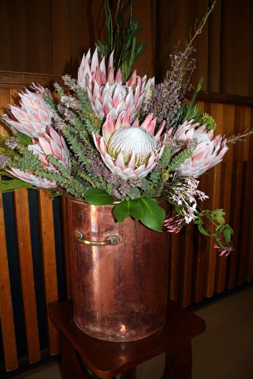 Gėlės,  Proteasas,  Išdėstymas,  Varis,  Blizgantis,  Proteas Vario Indelyje