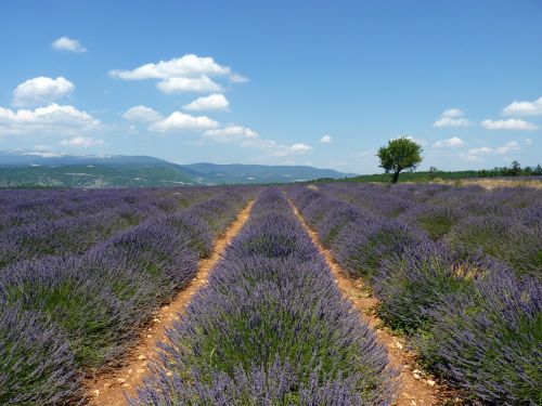 Provence, Levanda, Debesys, France, Viduržemio Jūros, Laukas, Gėlės