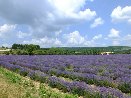 Provence, France, Levanda, Levandų Gėlės, Violetinė, Tiesa Levanda