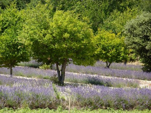 Provence, Gėlės, Gamta, Pavasaris, Laukinės Gėlės, Augalai, Žydėjimas, Laukai, Kraštovaizdis, Flora, Augalas, Violetinė, Augmenija, Vasara, Sodininkystė