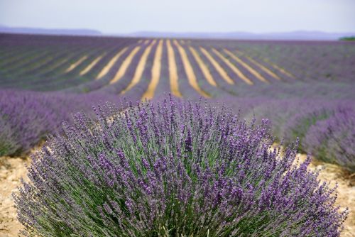 Provence,  Valensol,  Lavender,  Perfume