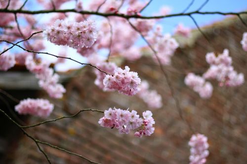 Prunus, Gėlės, Spalva Rožinė, Pavasaris, Žydėjimas