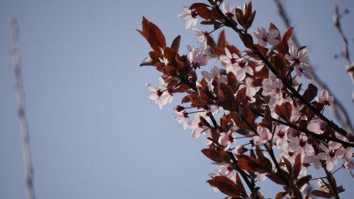 Prunus, Cerasifera, Filialas, Žiedas, Žydėti, Medis, Pavasaris