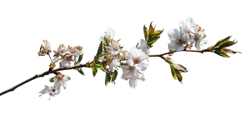 Prunus,  Flowery Branch,  Žydėjimo,  Spalva Rožinė,  Karpymas,  Grafika,  Rausvos Gėlės