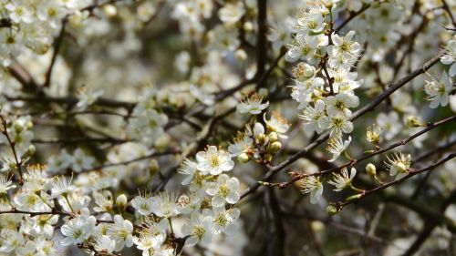 Prunus Spinosa, Juodmedis, Pavasario Gėlės, Baltos Gėlės, Žydintis Krūmas, Pavasario Aspektas, Pavasario Požymiai