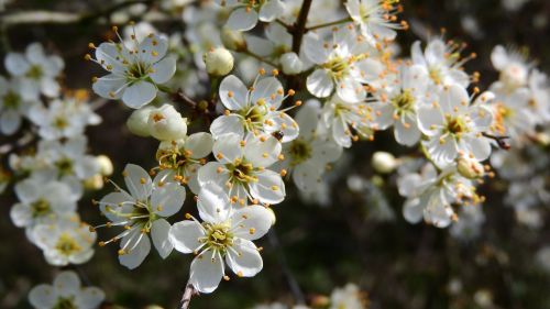 Prunus Spinosa, Juodmedis, Pavasario Gėlės, Baltos Gėlės, Žydintis Krūmas, Pavasario Aspektas, Pavasario Požymiai