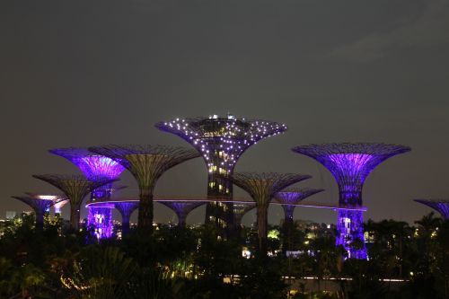 Violetinė Žiburiai & Nbsp,  Naktį,  Sodas & Nbsp,  Įlankoje,  Singapūras,  Milžiniški & Nbsp,  Medžiai,  Violetinės Šviesos Naktį