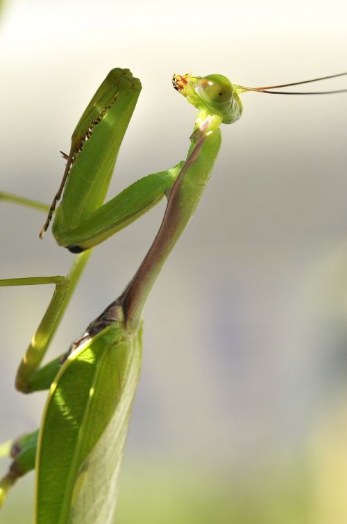 Meldžiasi Mantis, Vabzdys, Gamta, Lapai, Mantis, Augalas, Mažas, Lauke, Laukinė Gamta, Lapai, Klaida, Vasara, Maistas, Spalva, Stiebas, Žiogas, Išsamiai, Filialas