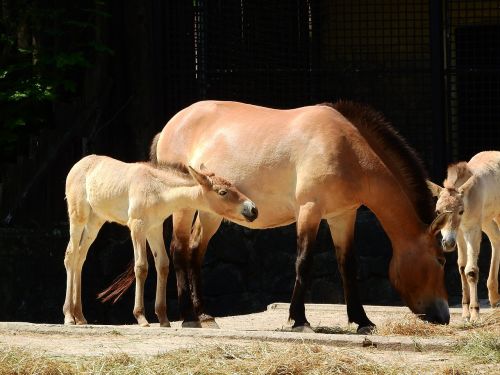 Przewalski Arklys, Equus Przewalskii, Laukiniai Arkliai, Prague Zoo, Mongolinis Arklys, Takhi, Kumelė Ir Kumelė
