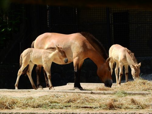Przewalski Arklys, Equus Przewalskii, Laukiniai Arkliai, Prague Zoo, Mongolinis Arklys, Takhi, Kumelė Su Kumelėle