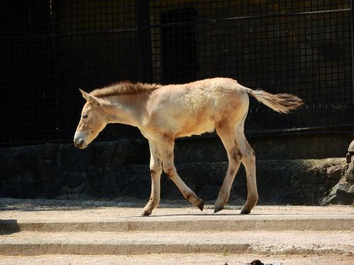 Przewalski Arklys, Equus Przewalskii, Laukiniai Arkliai, Prague Zoo, Mongolinis Arklys, Takhi, Kumeliukas