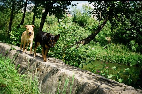 Upė,  Šuo,  Šunys Vaikščioti