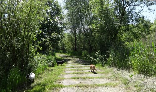 Šuo,  Vasara,  Lublin,  Lenkija,  Šunys Vaikščioti