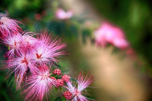 Puff Flower, Rožinė Spalvota Gėlė, Raudona Akacija