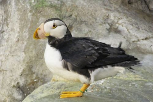 Puffin, Paukštis, Vandens Paukščiai, Laukinė Gamta, Gamta, Rokas, Gaubtas, Zoologijos Sodas, Portretas, Jūros Paukštis, Žiūri, Stovintis