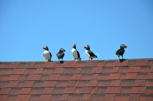 Puffin, Paukščiai, Jūra, Įlanka, Mingan, Vandenynas, Gamta, Kraštovaizdis, Vasara, Šventė