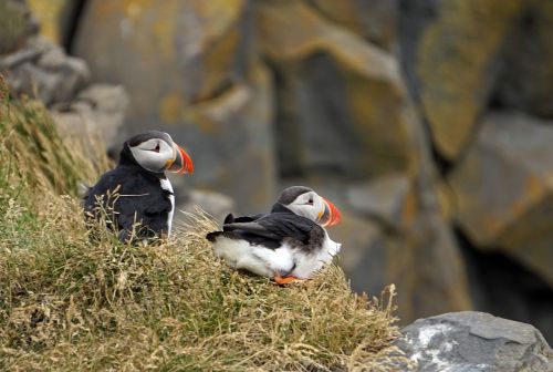 Puffin, Iceland, Uolos, Kranto