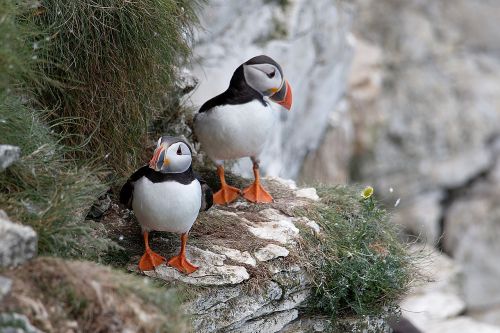 Puffins, Gamta, Jūros Paukštis