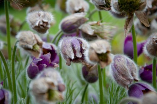 Pulsatilla, Flora, Gėlė, Žolė, Pavasaris, Gamta, Žalias, Sodas, Augalas, Natūralus