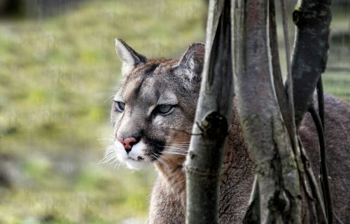 Puma, Kačių, Laukiniai, Tawny, Afrika, Laukinis Gyvūnas, Atrodo, Gamta, Fauna, Gyvūnas, Œil