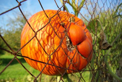 Moliūgas, Halloween, Tvora