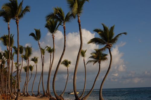 Punta Cana,  Karibai,  Delnus,  Viešbutis,  Gamta,  Papludimys,  Baseinas,  Dominikos Respublika