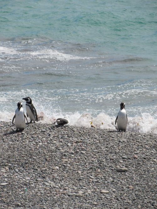 Punta Tombo, Pingvinas, Magelanas, Turizmas, Į Pietus, Patagonia, Pingvinas Patagonikas, Gamta, Argentina