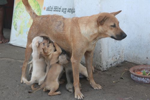 Šuniukai, Čiulpti, Šri Lanka, Gatvės Šunys