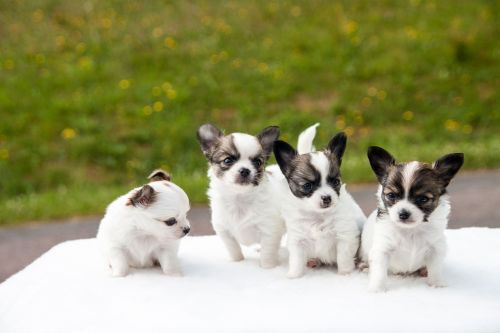 Šuniukai, Chihuahua, Gyvūnai, Šunys, Balta, Augintiniai, Mielas, Jaunas