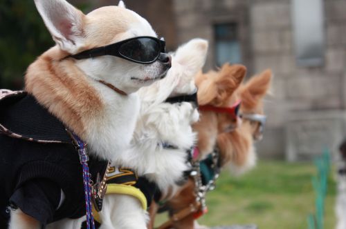 Šuniukas, Akiniai Nuo Saulės, Mada, Japonija, Modelis, Šuo