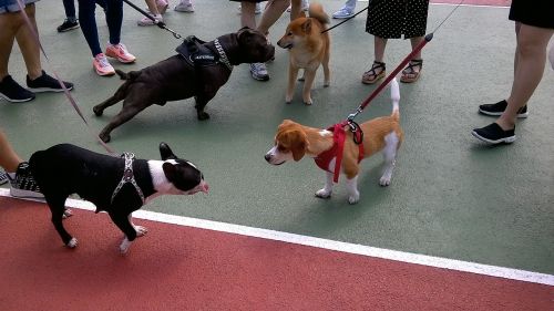 Šuniukas, Šuo, Naminiai Šunys, Vaikščioti