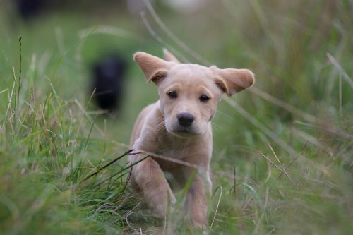 Šuniukas, Labradoro Kokeris, Bėgimas, Žolė