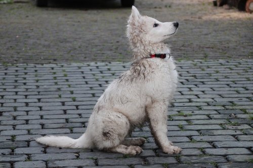 Šuniukas,  Šuo,  Purvinas,  Šveicarijos Balta Aviganis,  Augintinė,  Dėmesio