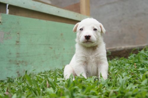Šuniukas, Baltas Kailis, Naminis Gyvūnėlis, Šuo, Mielas