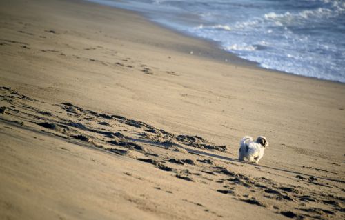 Šuniukas,  Smėlis,  Izoliuotas,  Balta,  Šuo,  Laimingas,  Šuniukas Paplūdimyje