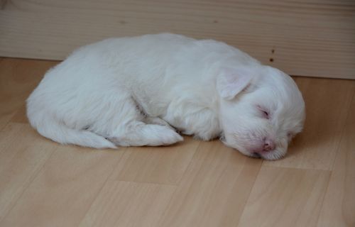 Šuniuko Miegamoji Vieta, Šuo, Balta, Naminis Gyvūnas, Gyvūnas, Baltas Šuo