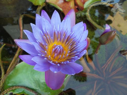 Violetinė, Nymphaea Alba, Augalas, Tvenkinys, Lotosas