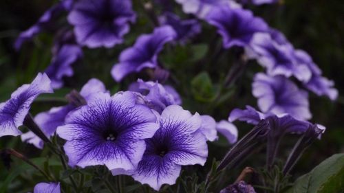 Violetinė, Gėlės, Žolė, Otsu Parkas, Otsu, Yokosuka, Japonija