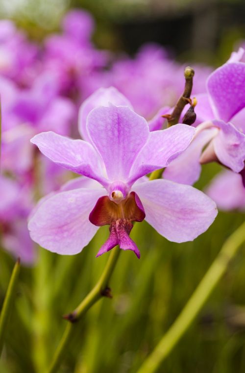 Violetinė, Gėlė, Orchidėja, Gamta, Spa, Natūralus, Terapija, Atsipalaiduoti, Ekologiškas