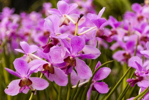 Violetinė, Gėlė, Orchidėja, Gamta, Spa, Natūralus, Terapija, Atsipalaiduoti, Ekologiškas