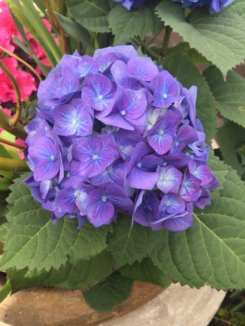 Violetinė, Pikonija, Gėlių