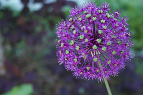 Violetinė, Gėlė, Lauko Gylis, Allium Giganteum, Augalas