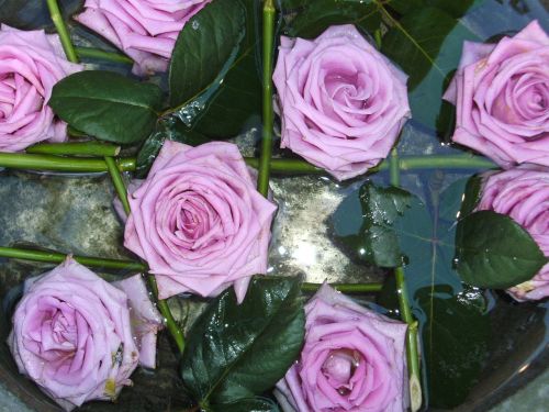 Violetinė, Rožės, Gėlės, Gražus, Denmark